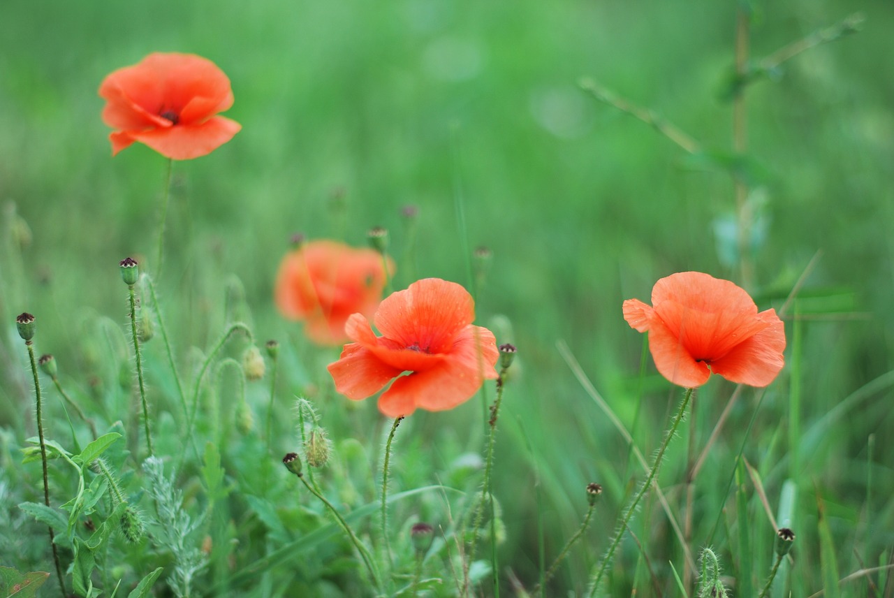 flower nature plant free photo