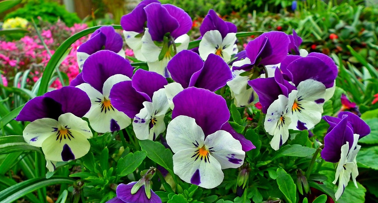 flower pansies colorful free photo