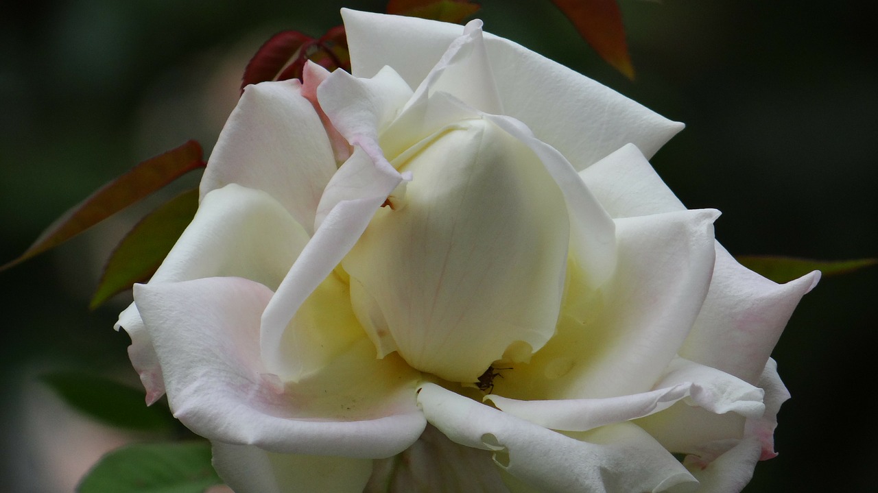 flower rosa white free photo