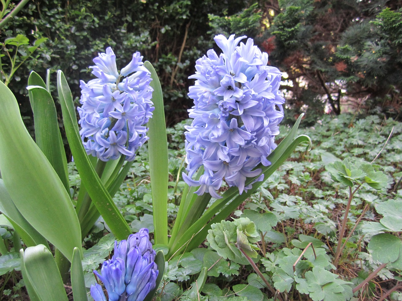 flower purple blossom free photo