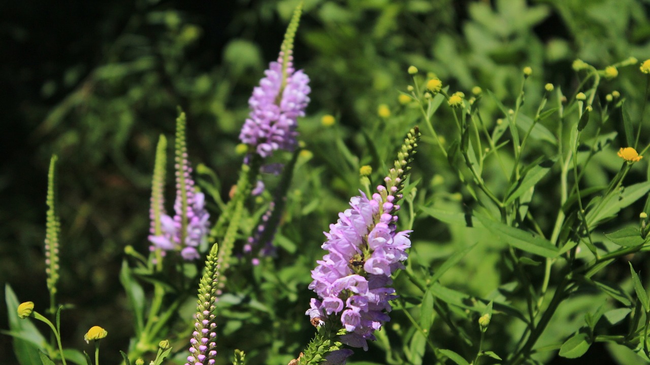 flower nature purple free photo