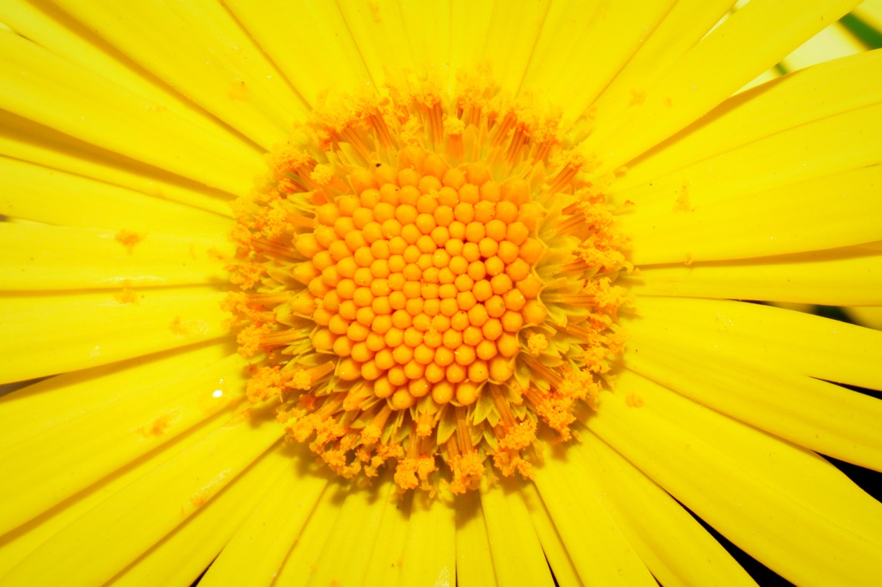 flower yellow pestle free photo