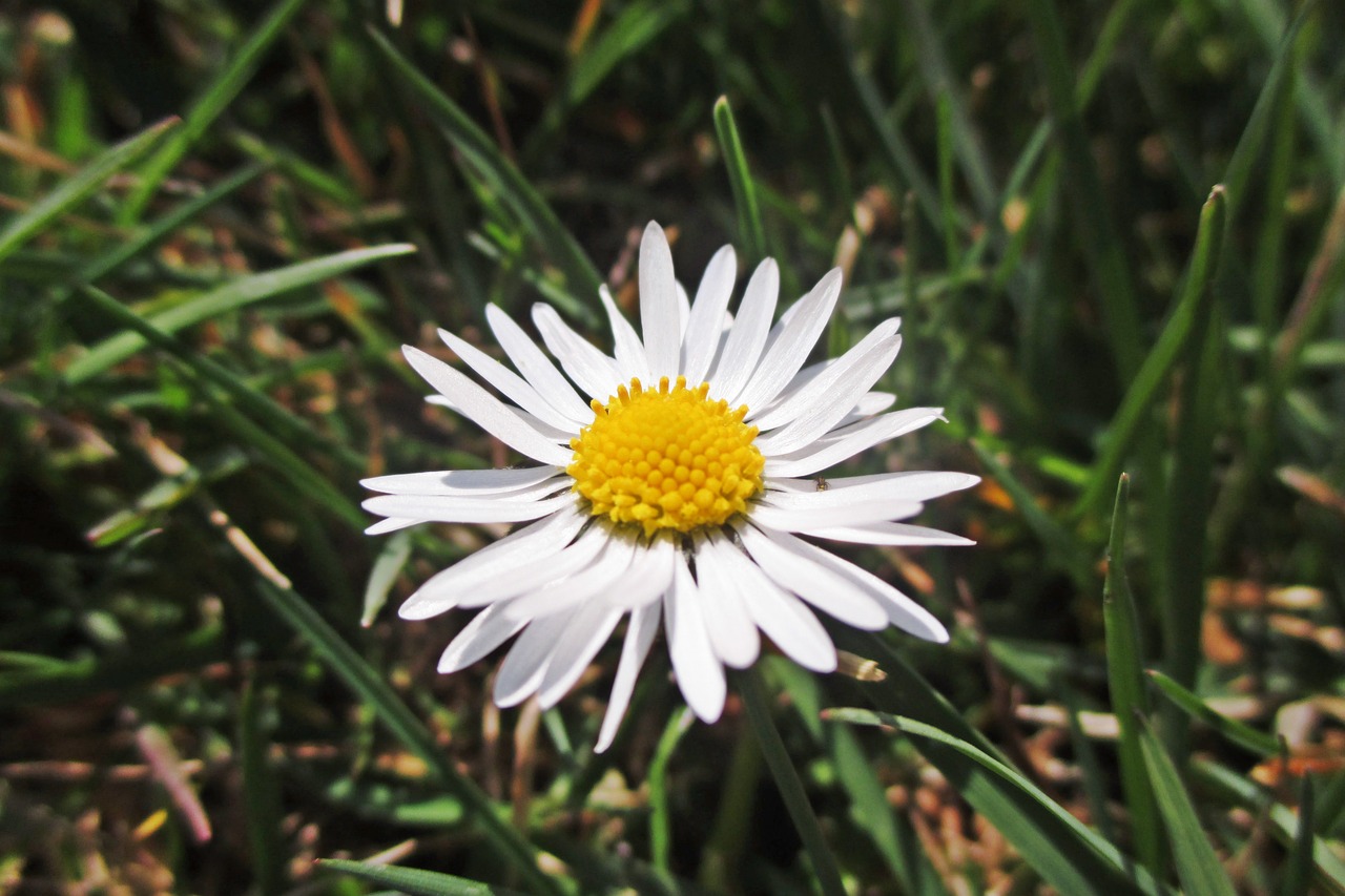 flower spring white free photo