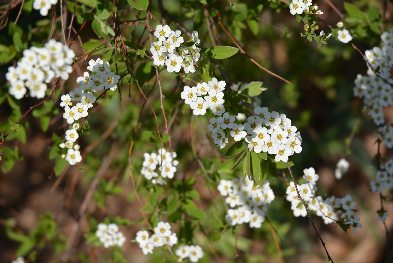 blossom bloom white free photo