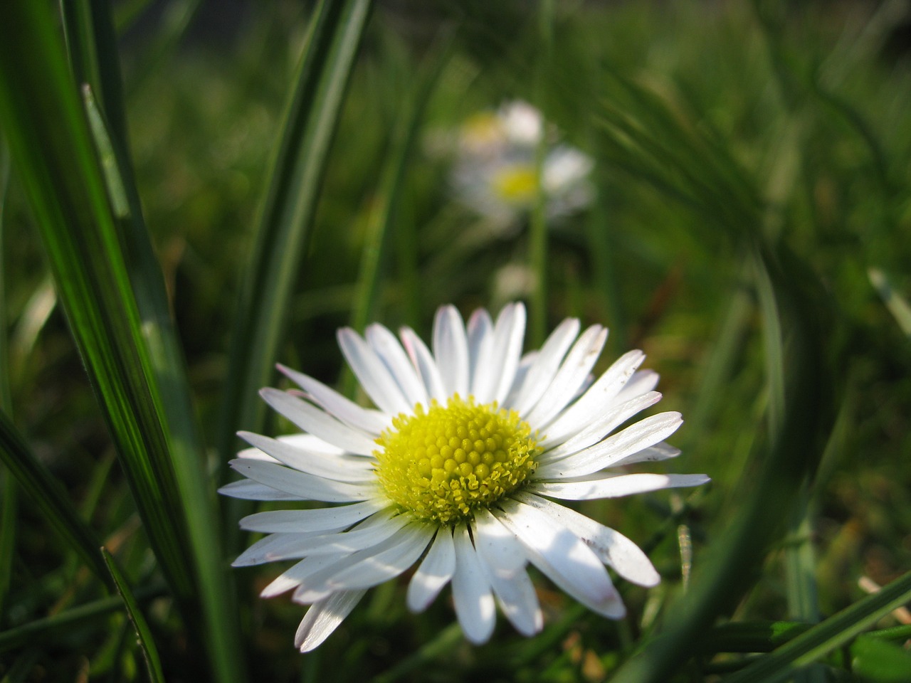 flower daisy floral free photo