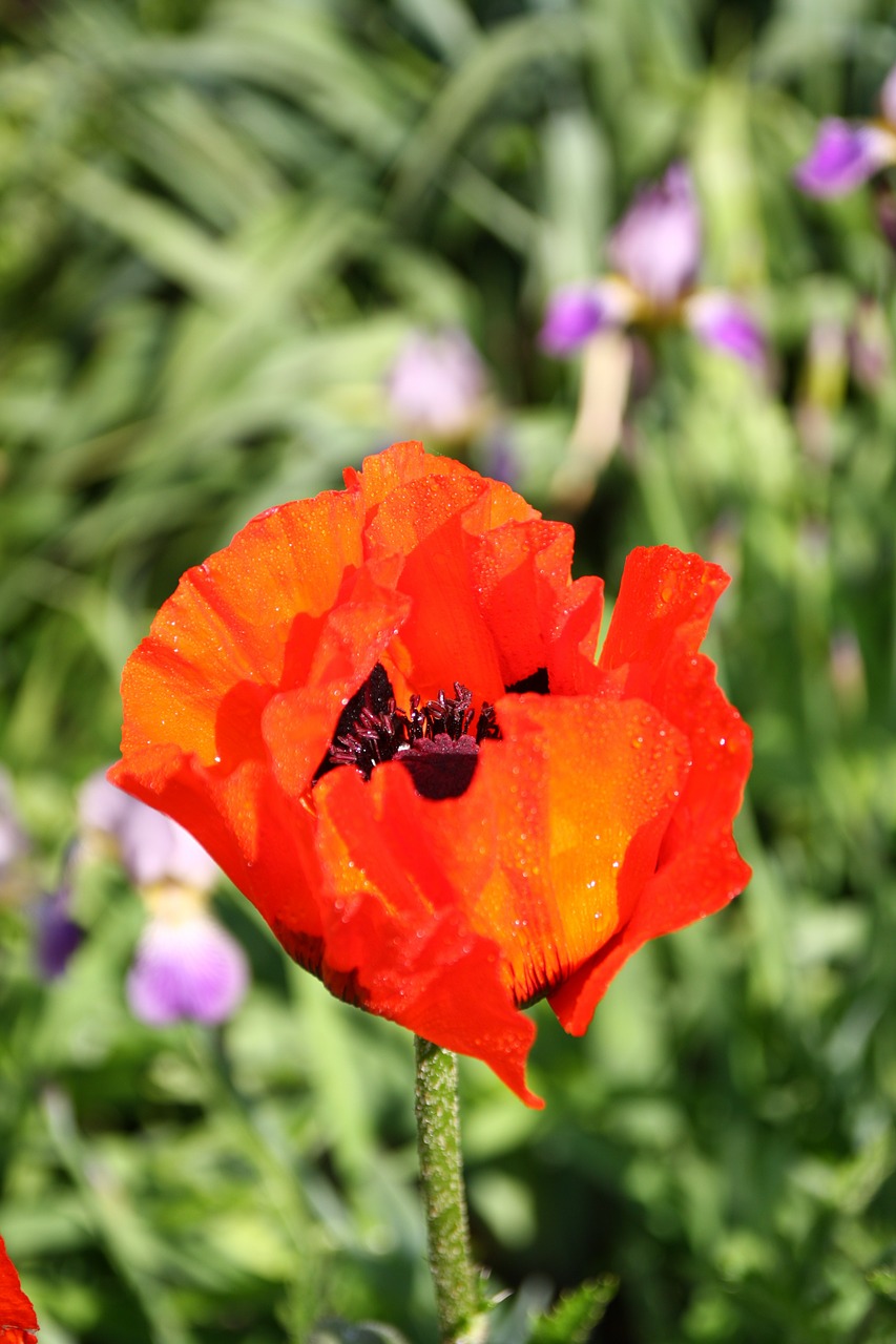 flower red poppy free photo