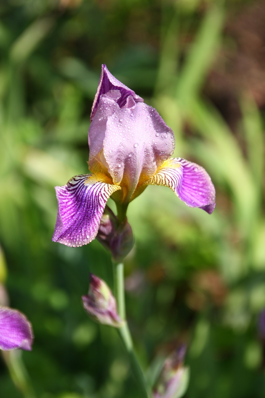 flower flowers nature free photo