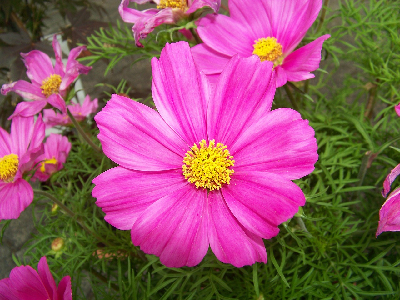 flower pink flower plant free photo