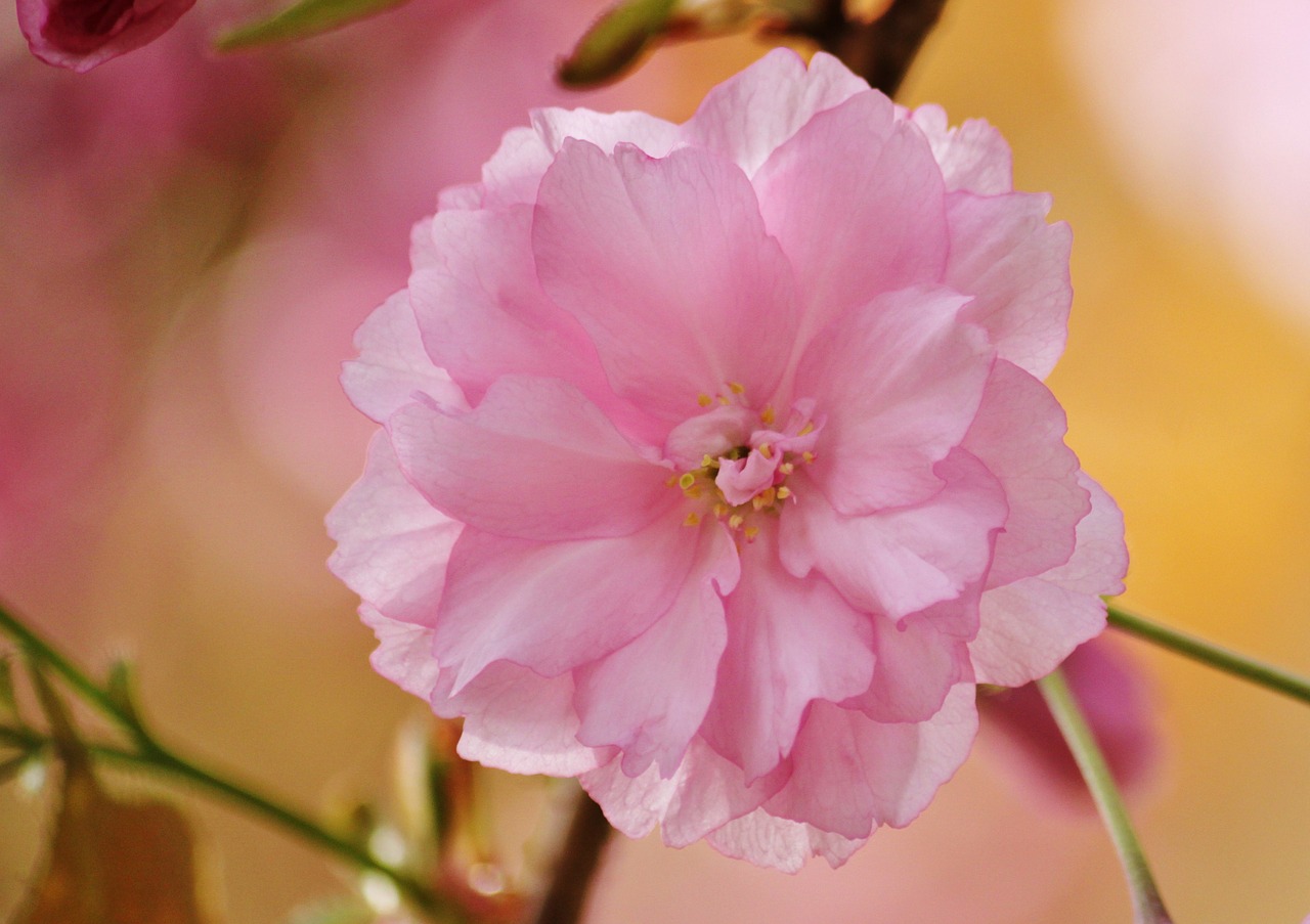 blossom bloom pink free photo