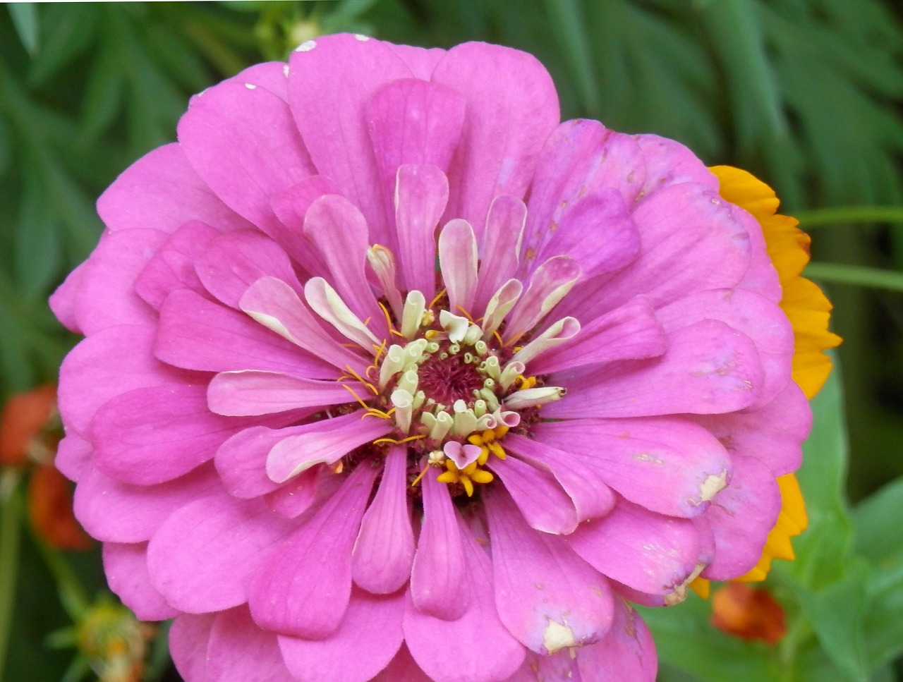 flower purple petals free photo