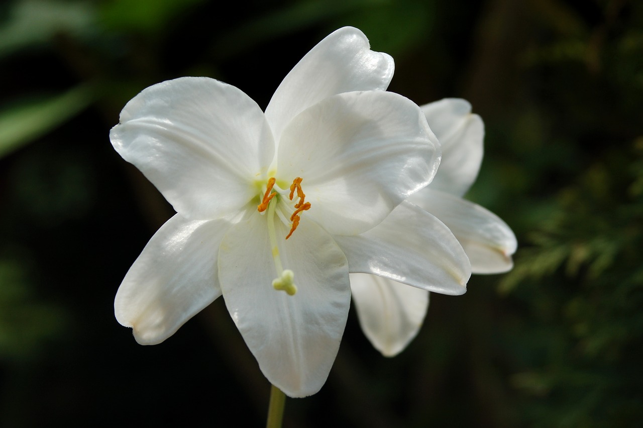 flower plant lily free photo