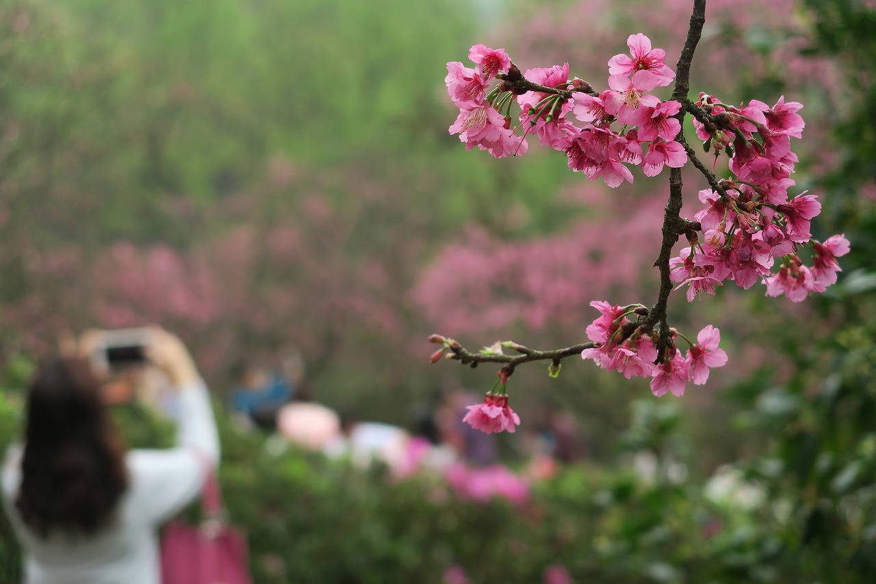 flower cherry blossom free pictures free photo