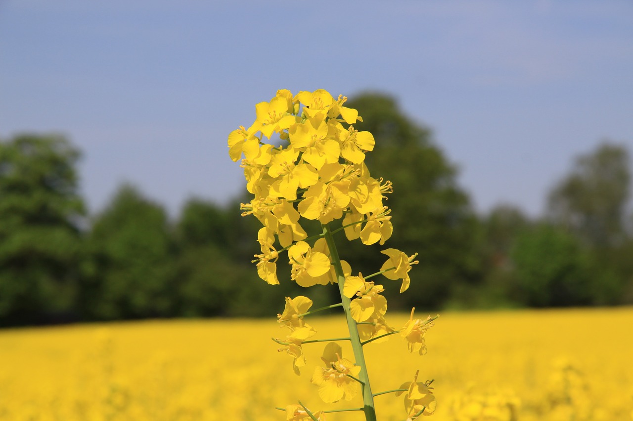 flower field natural free photo