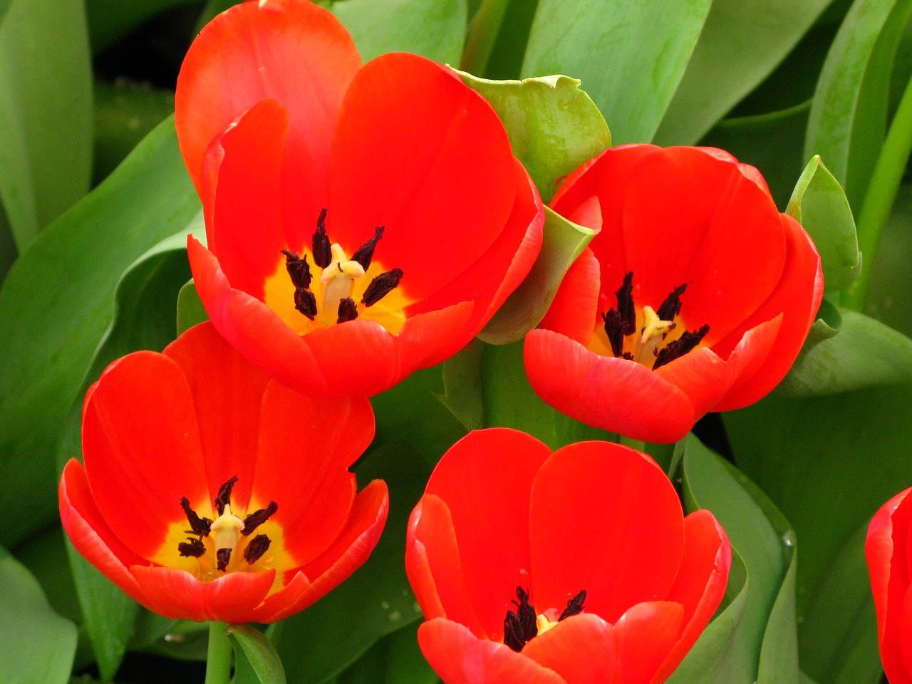 flower tulip nature free photo