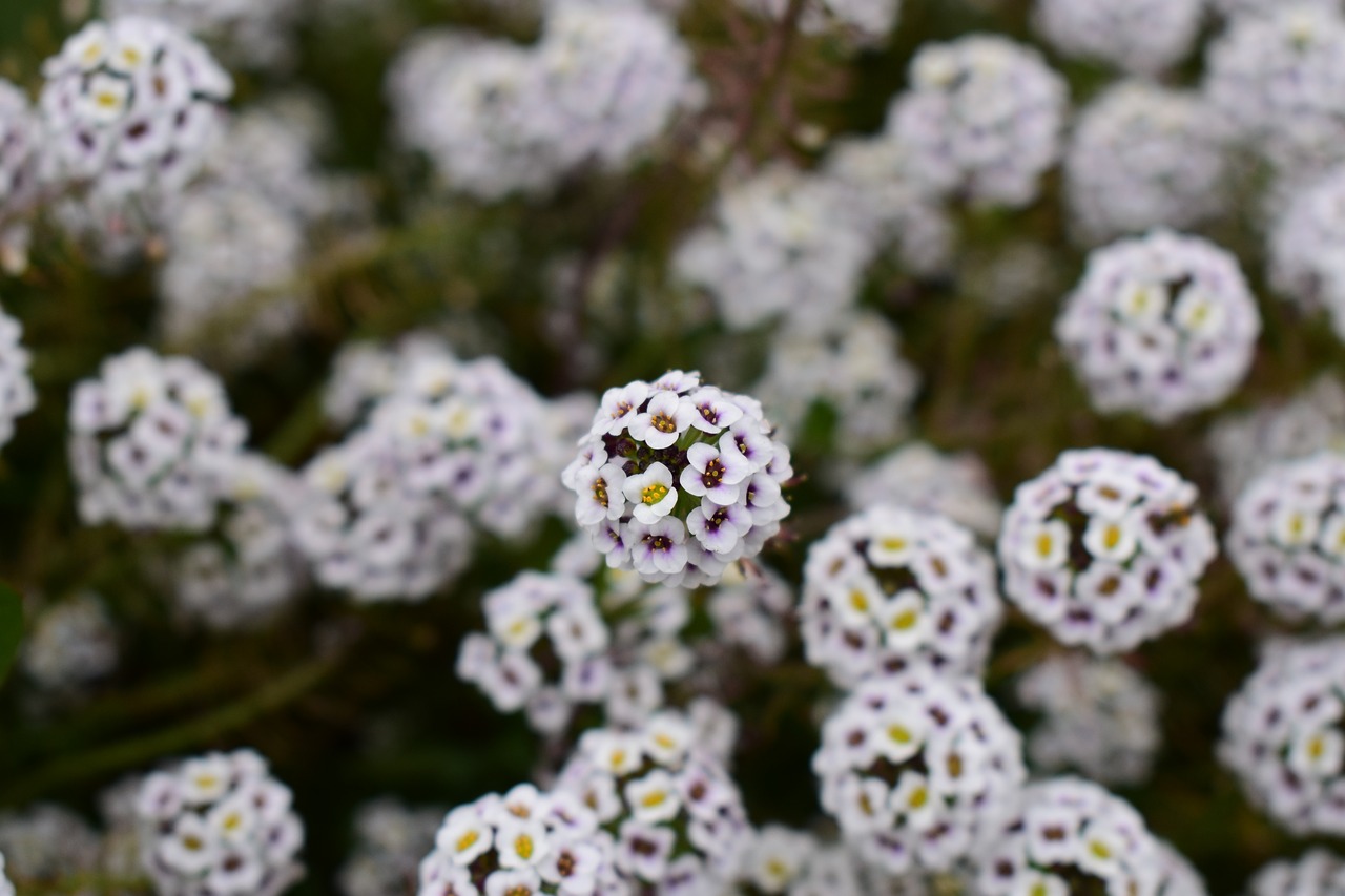 flower nature plant free photo