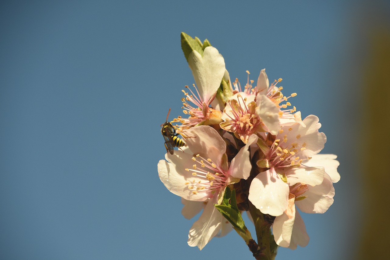 flower nature plant free photo