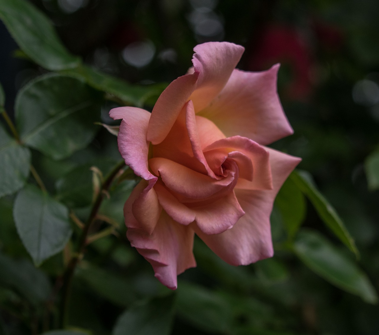 flower rose blossom free photo