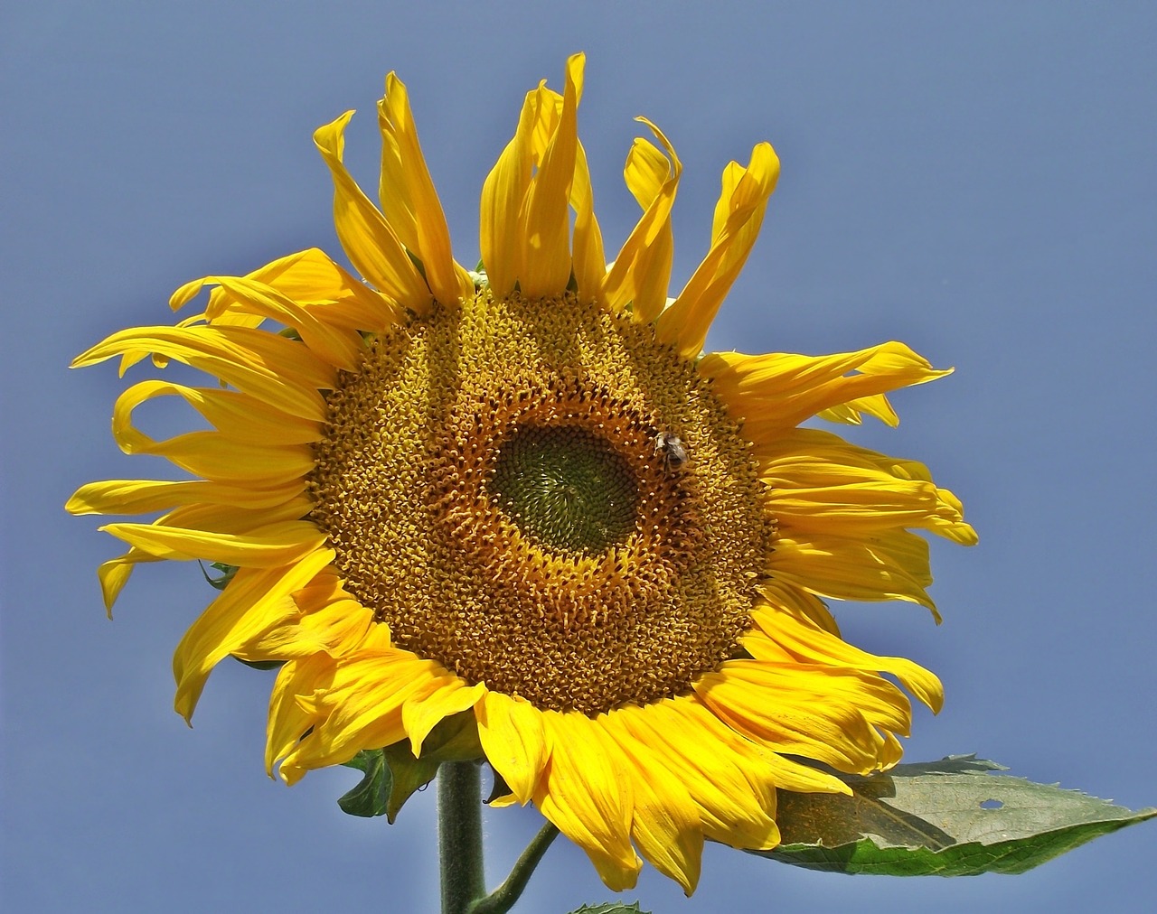 flower sunflower nature free photo