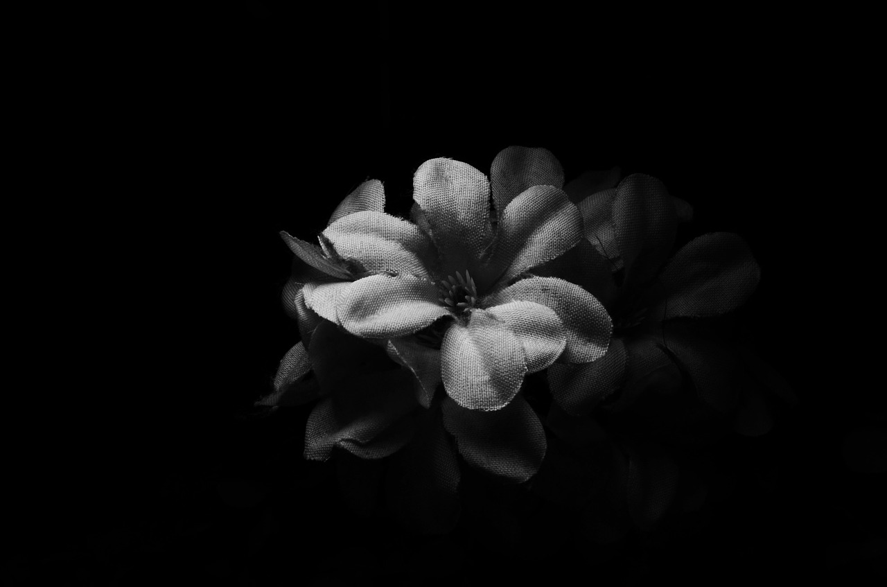 flower nature monochrome free photo