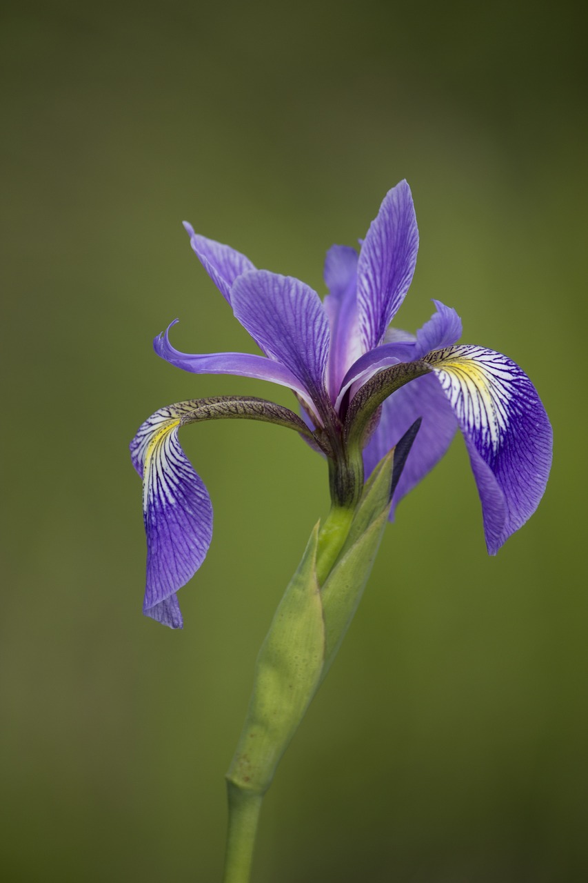 flower nature flora free photo