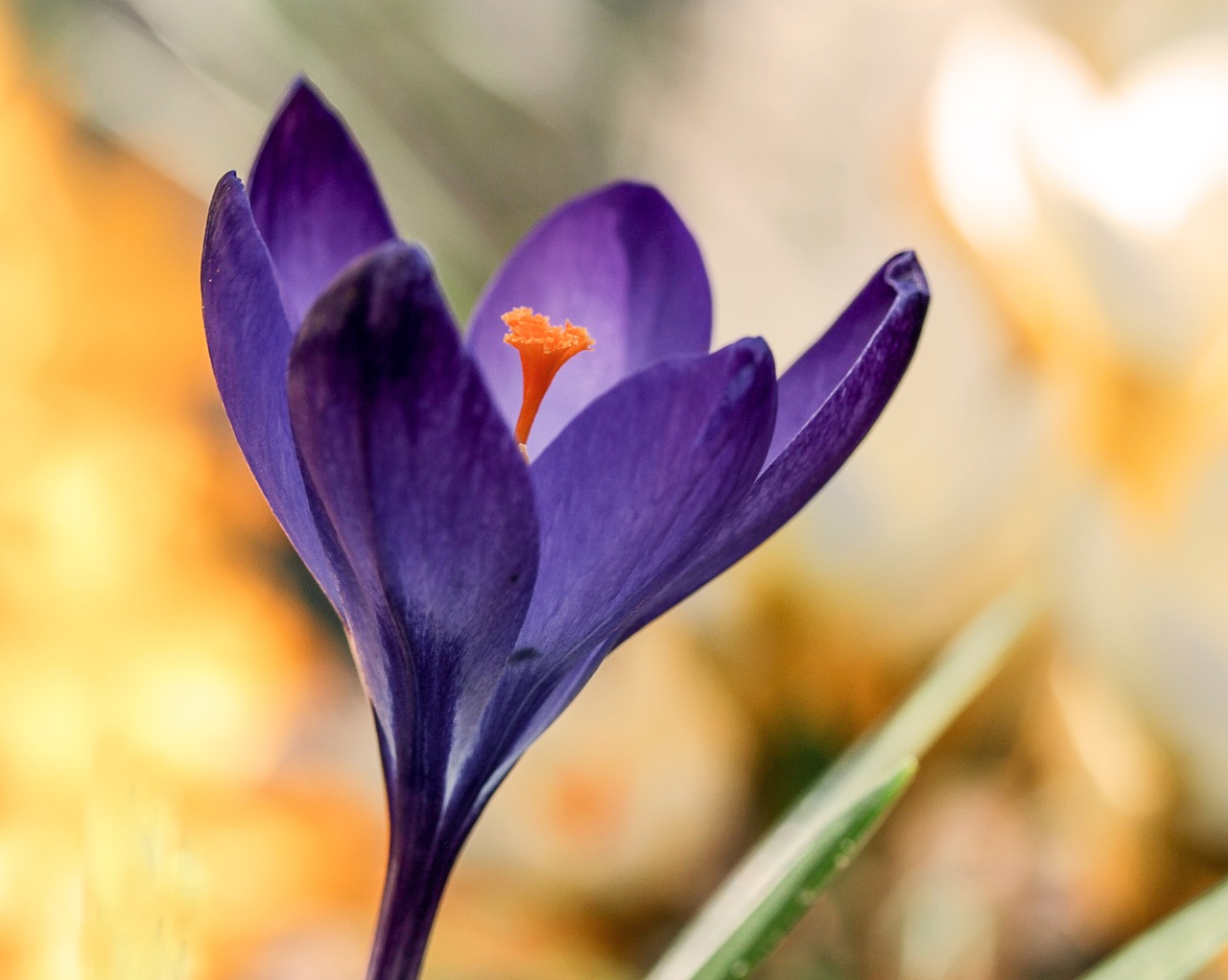 flower nature crocus free photo