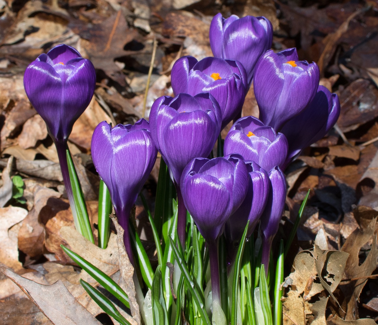 flower nature garden free photo