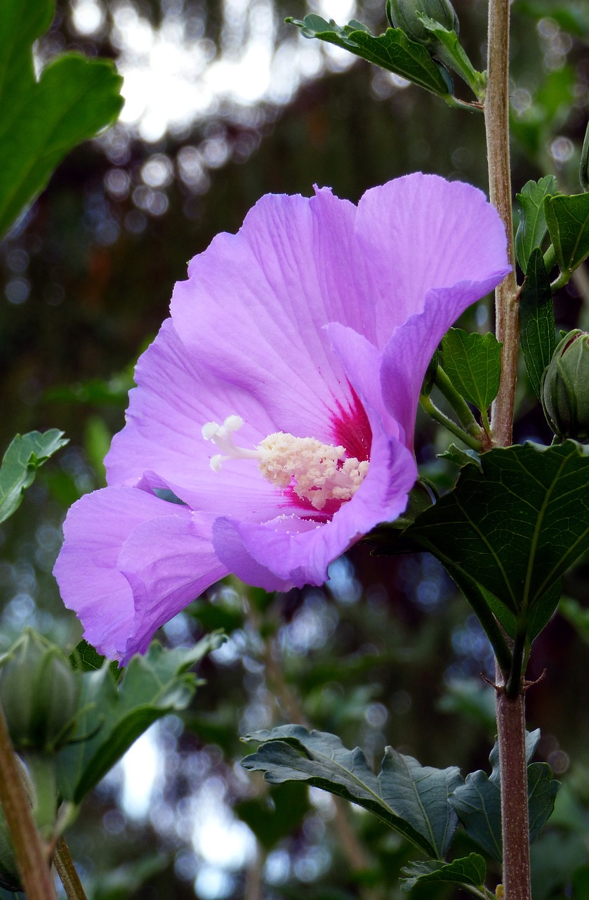 flower nature leaf free photo