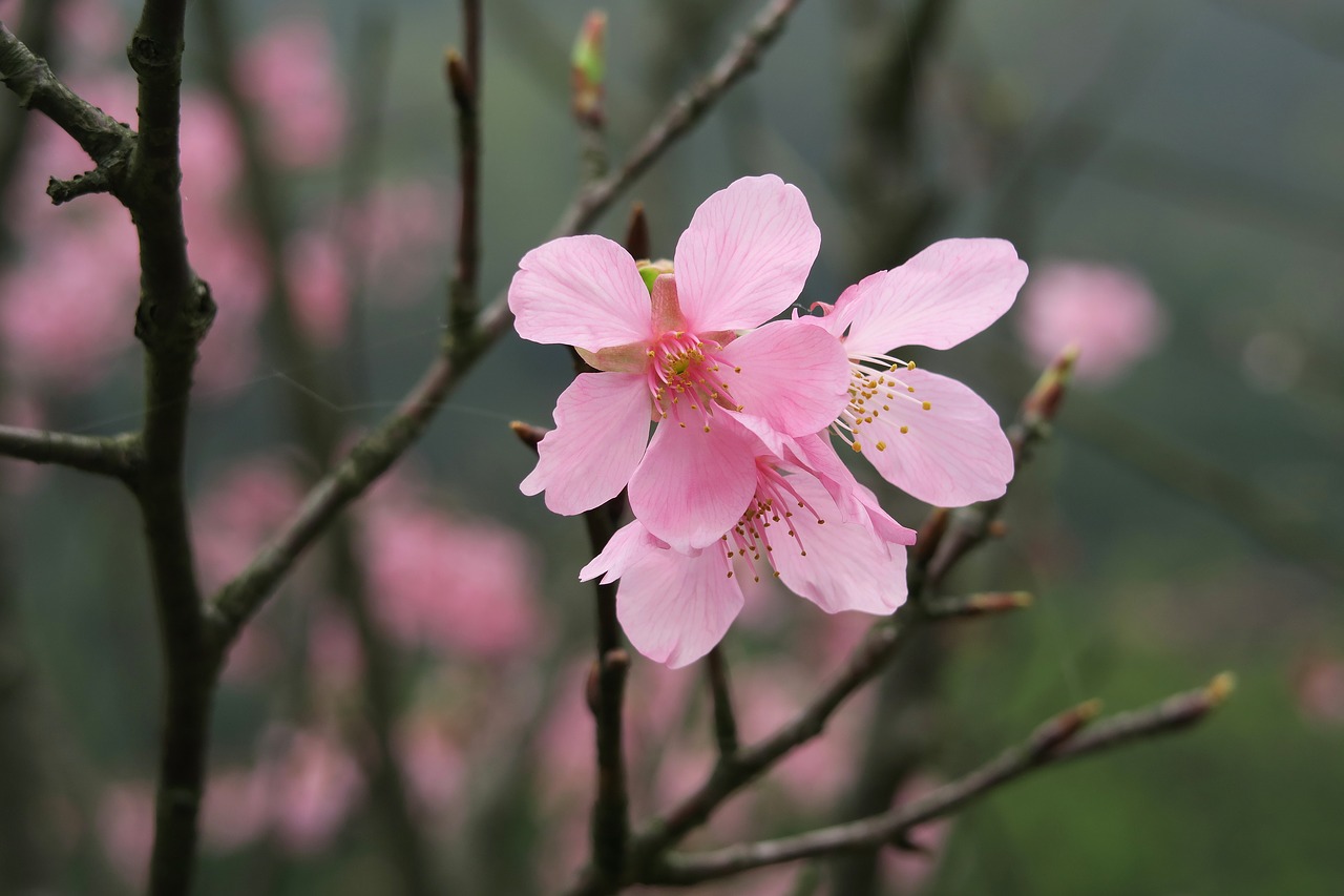 flower nature plant free photo