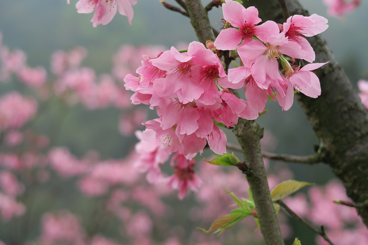 flower plant nature free photo