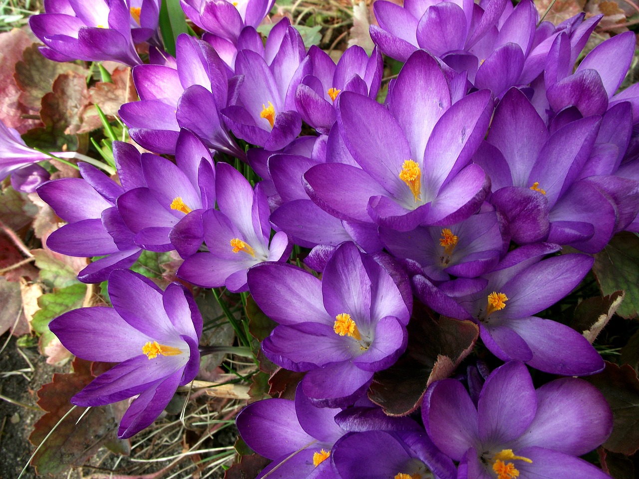 flower krokus violet free photo