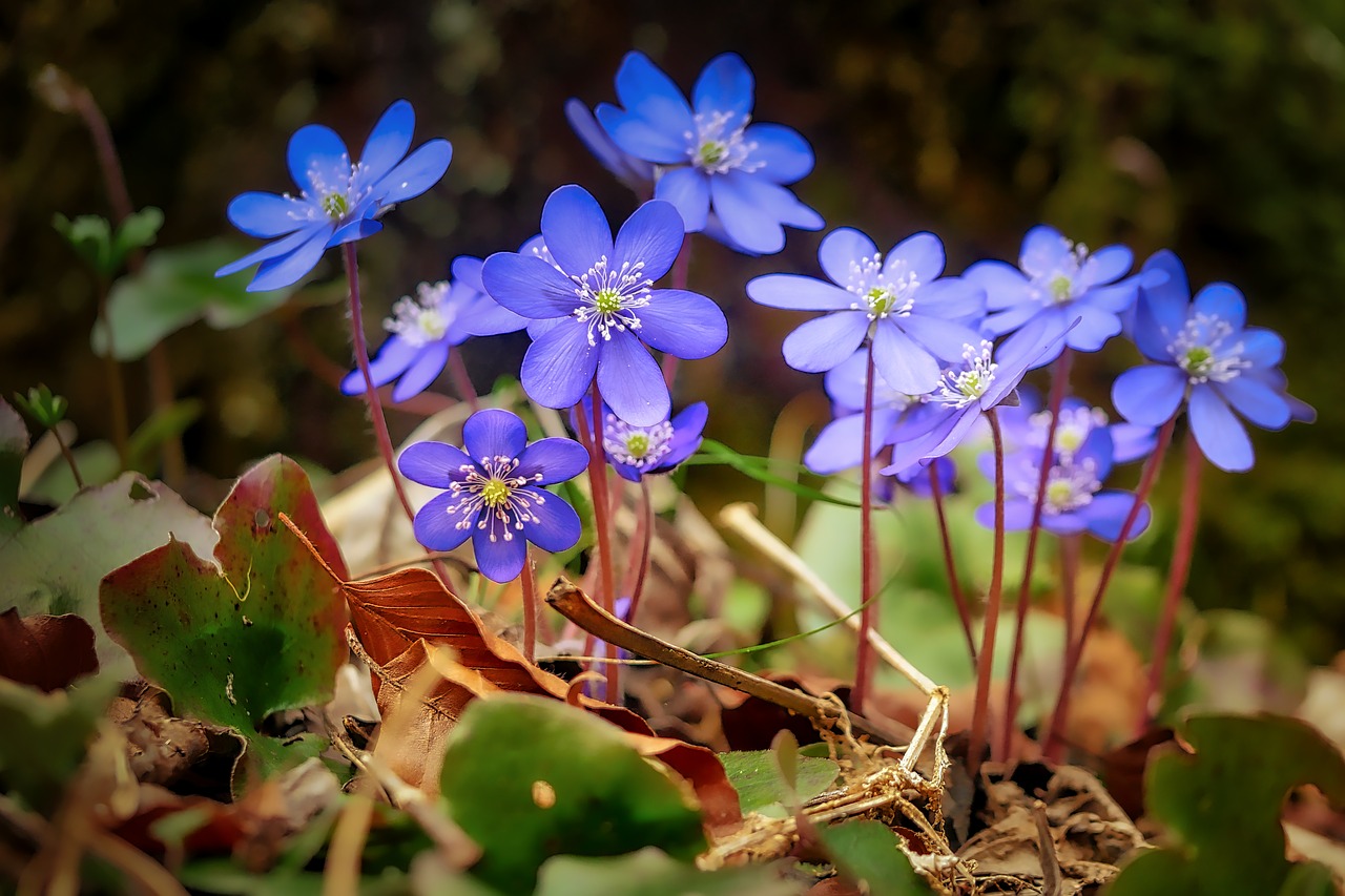 flower nature plant free photo