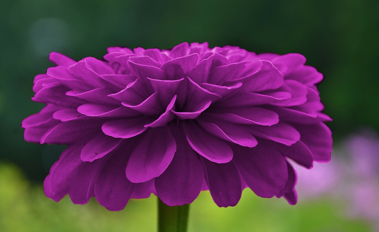 flower purple blossom free photo