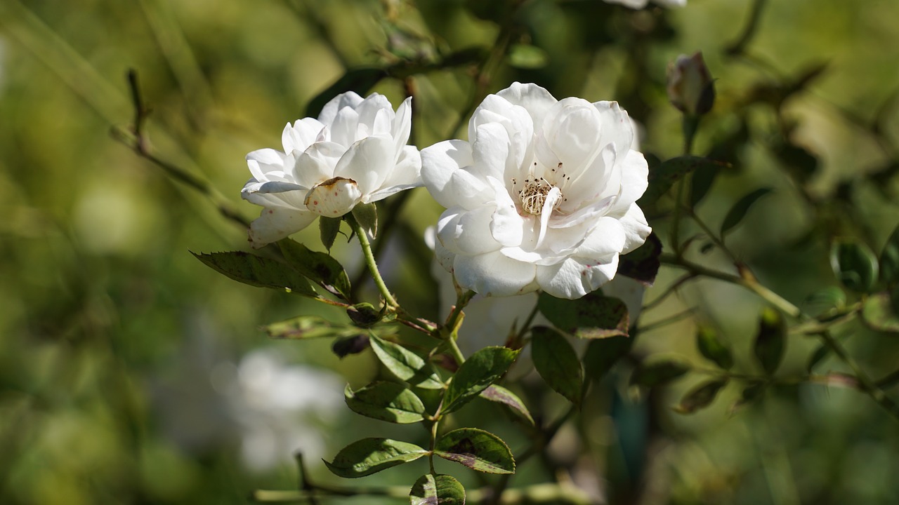 flower flora nature free photo