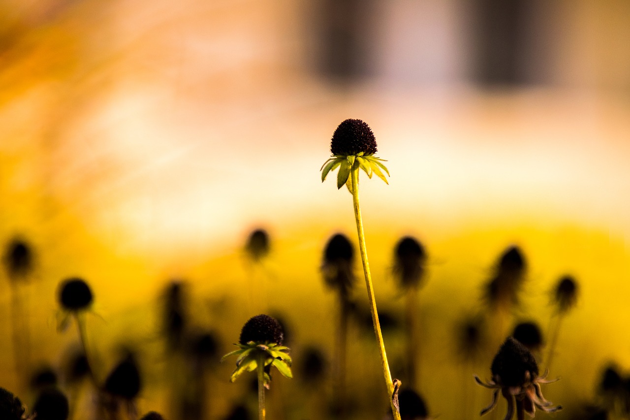 flower nature sun free photo