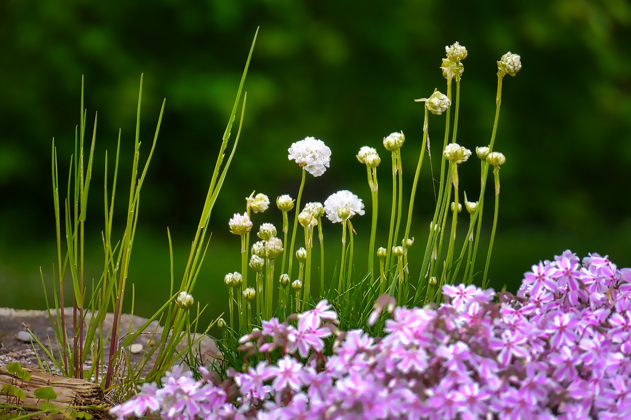 flower nature plant free photo