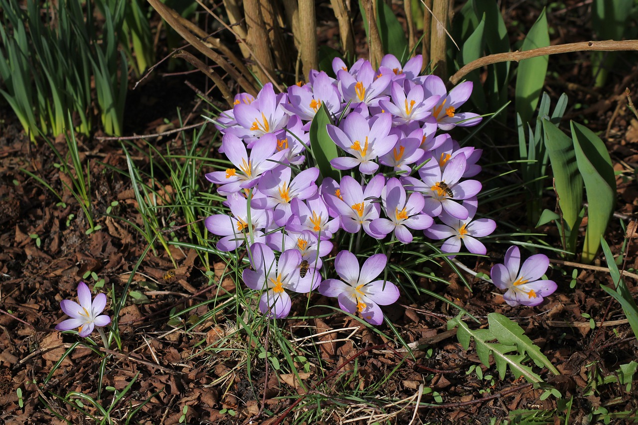 flower nature plant free photo