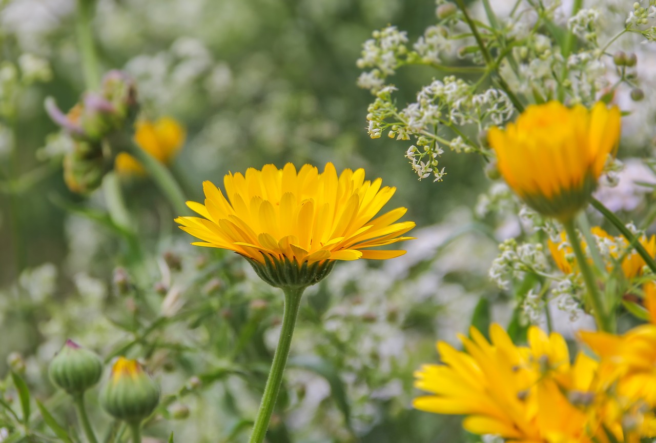 flower nature plant free photo