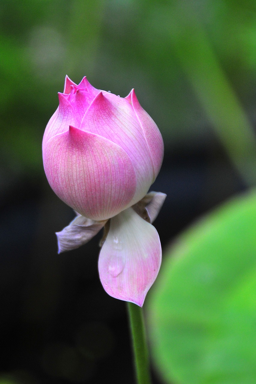 flower nature plant free photo