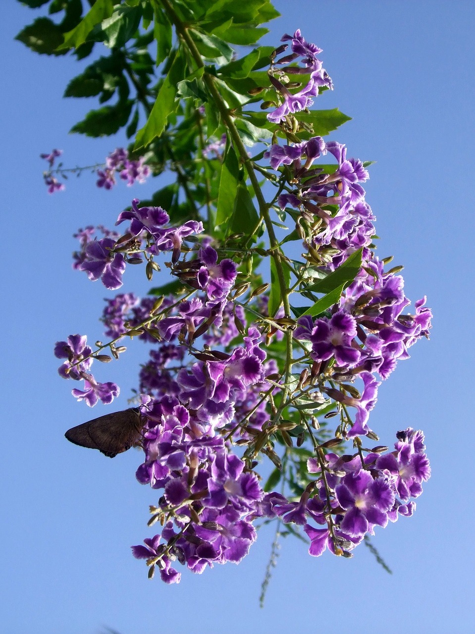 flower plant nature free photo