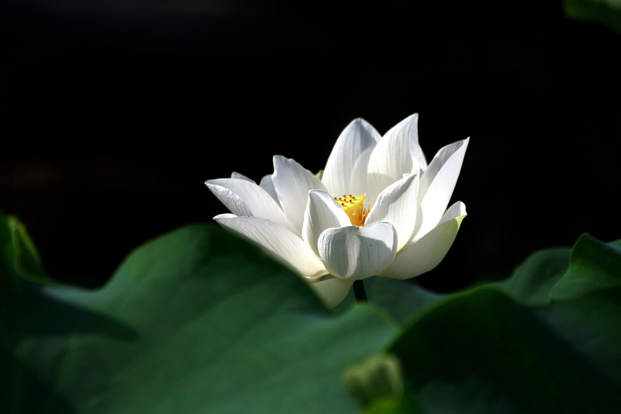 flower plant leaf free photo