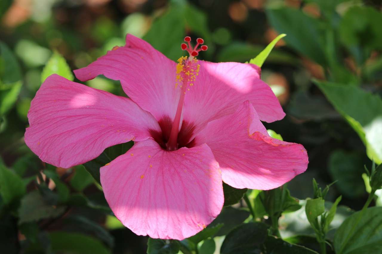 flower nature cape verde free photo