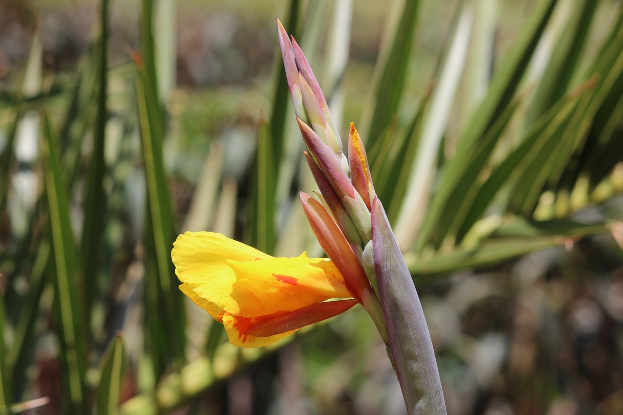 flower nature lily free photo