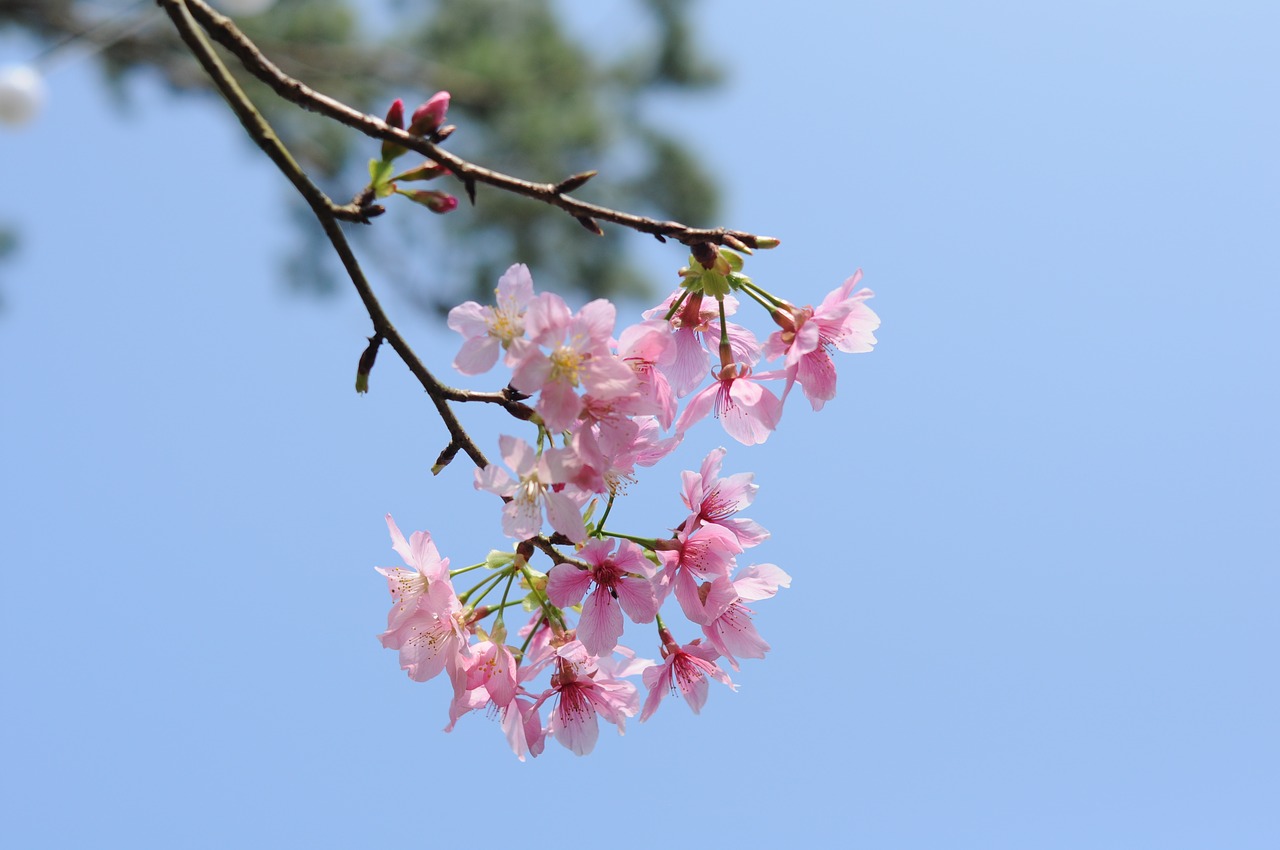 flower branch nature free photo