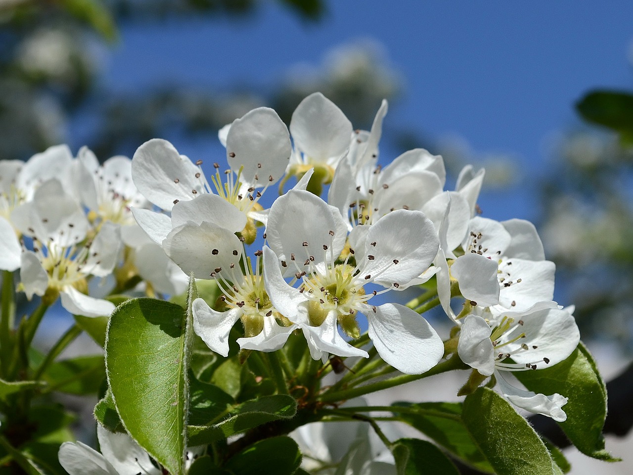 flower nature plant free photo