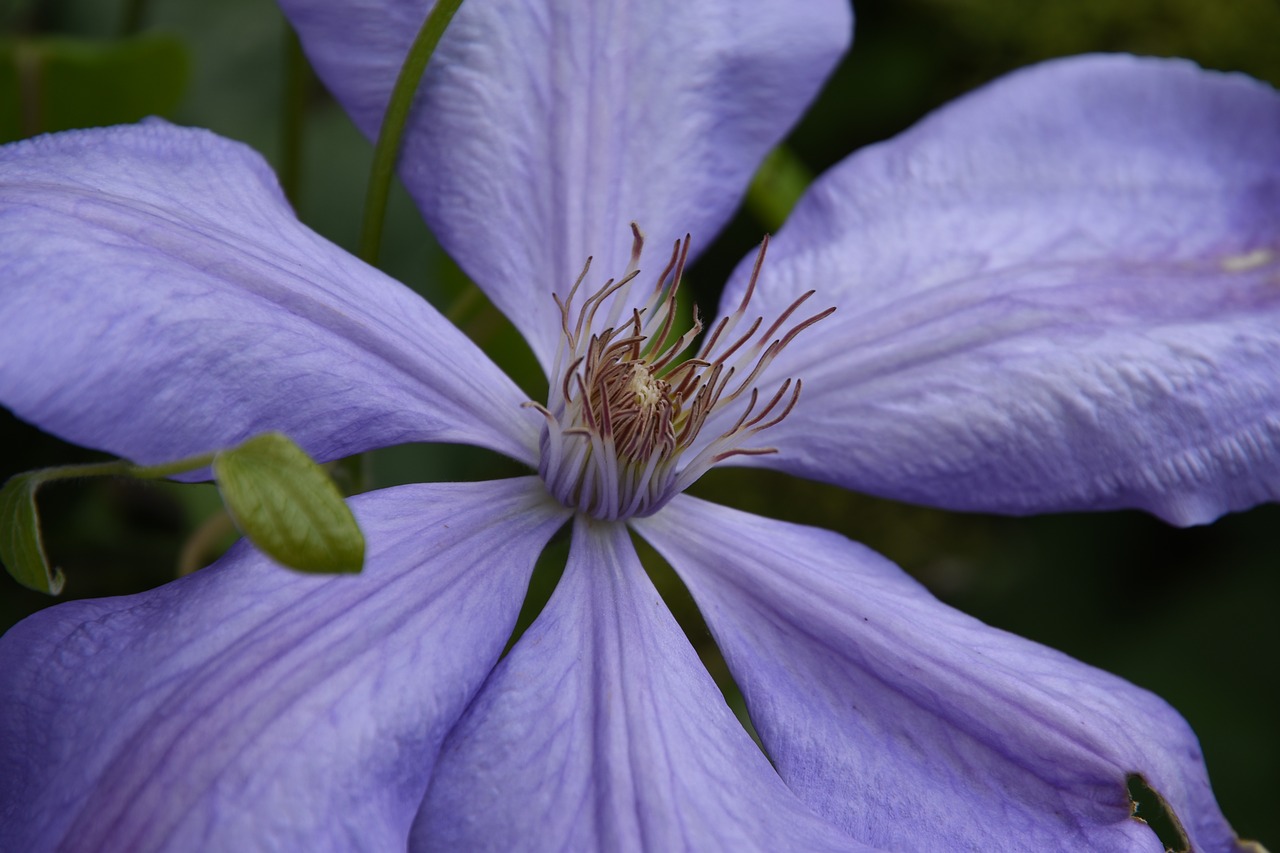 flower plant garden free photo