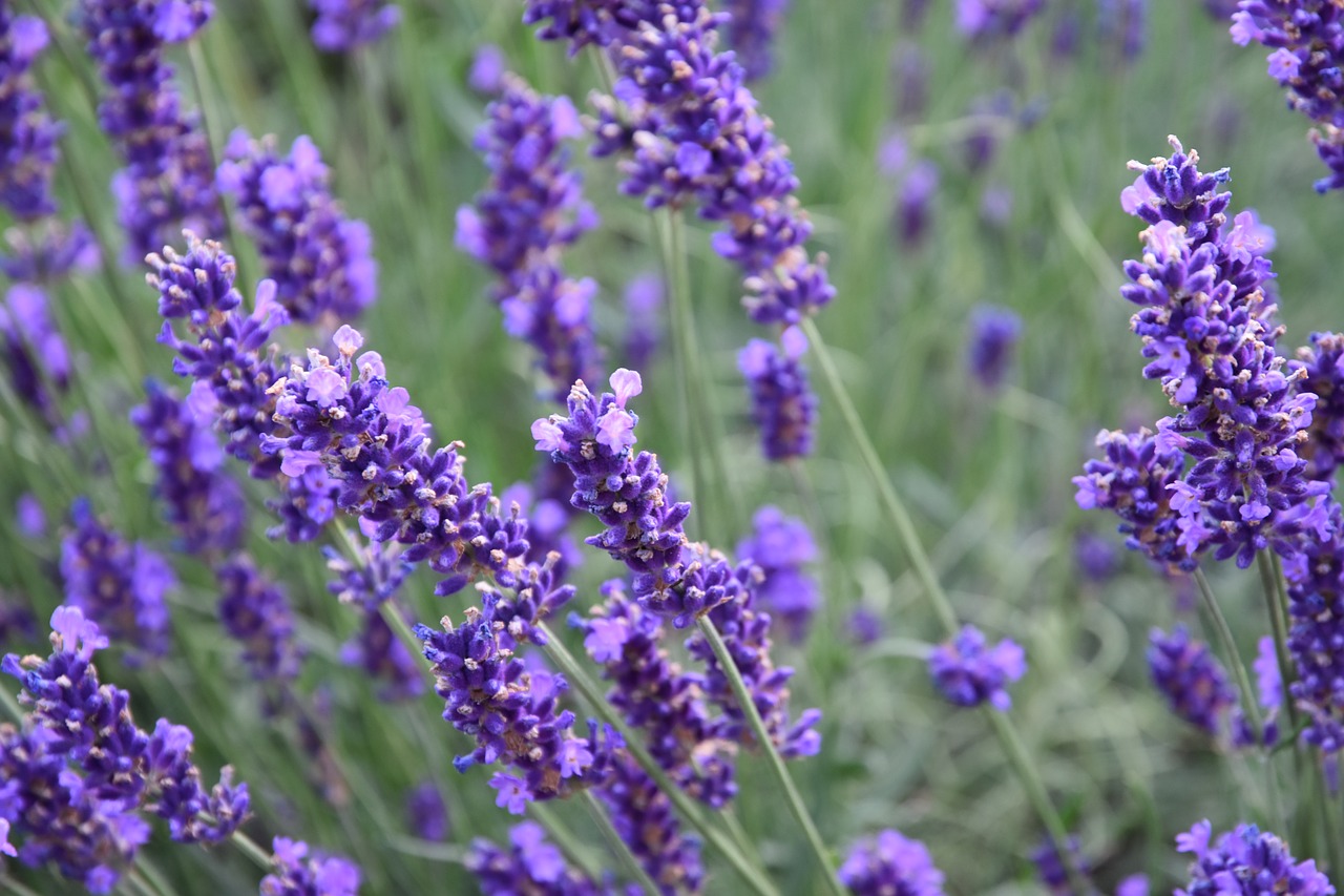 flower lavender perfume free photo