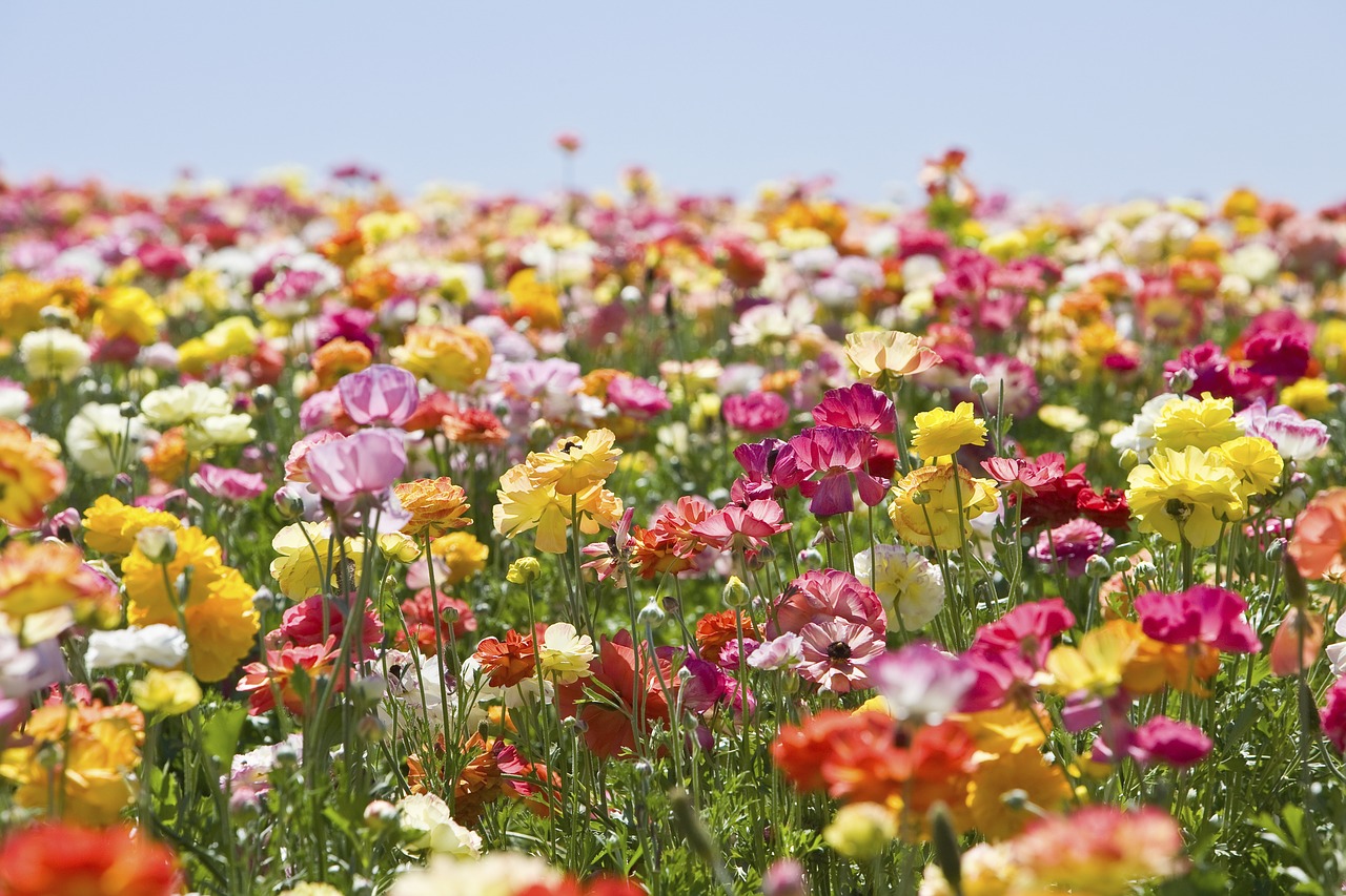 flower nature field free photo