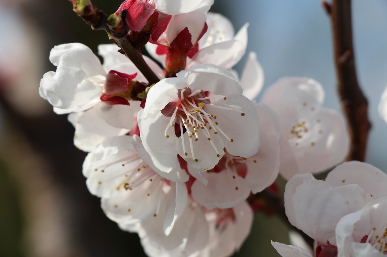 flower cherry wood branch free photo