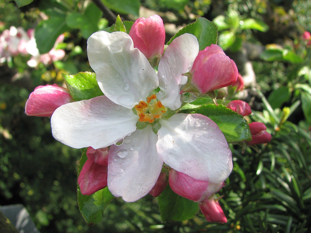 flower plant garden free photo