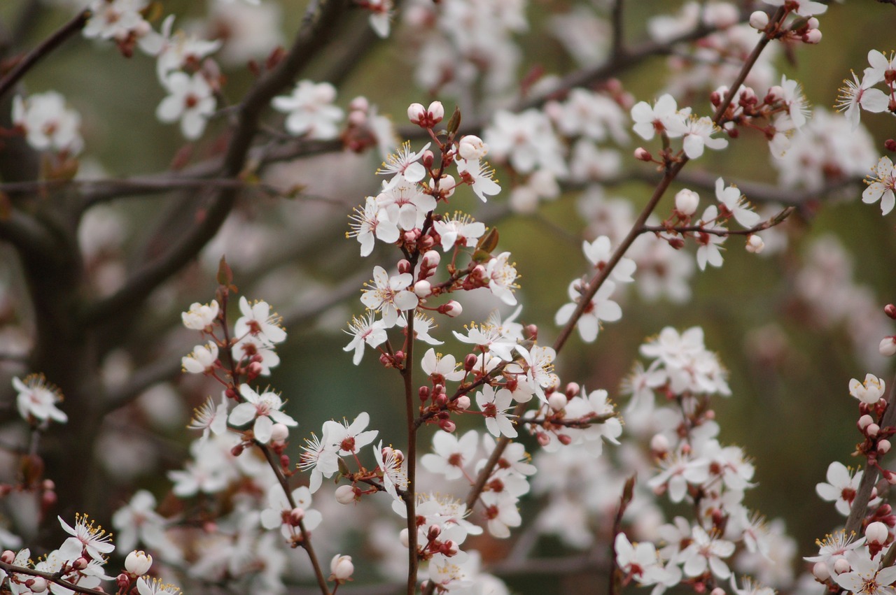 flower plum tree free photo